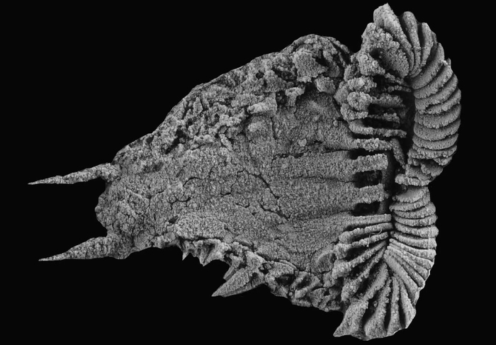 ���������� Atlascystis acantha ��� �����������-������������.