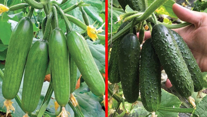 �� ���� ������� ��?