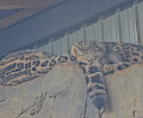 ������� �����