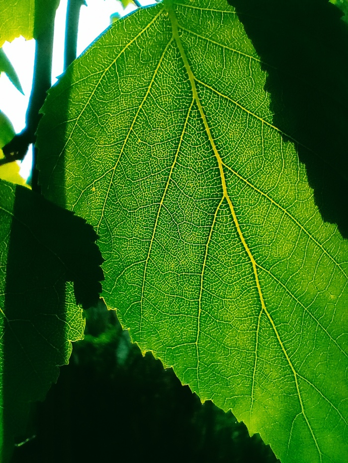 �������� ����