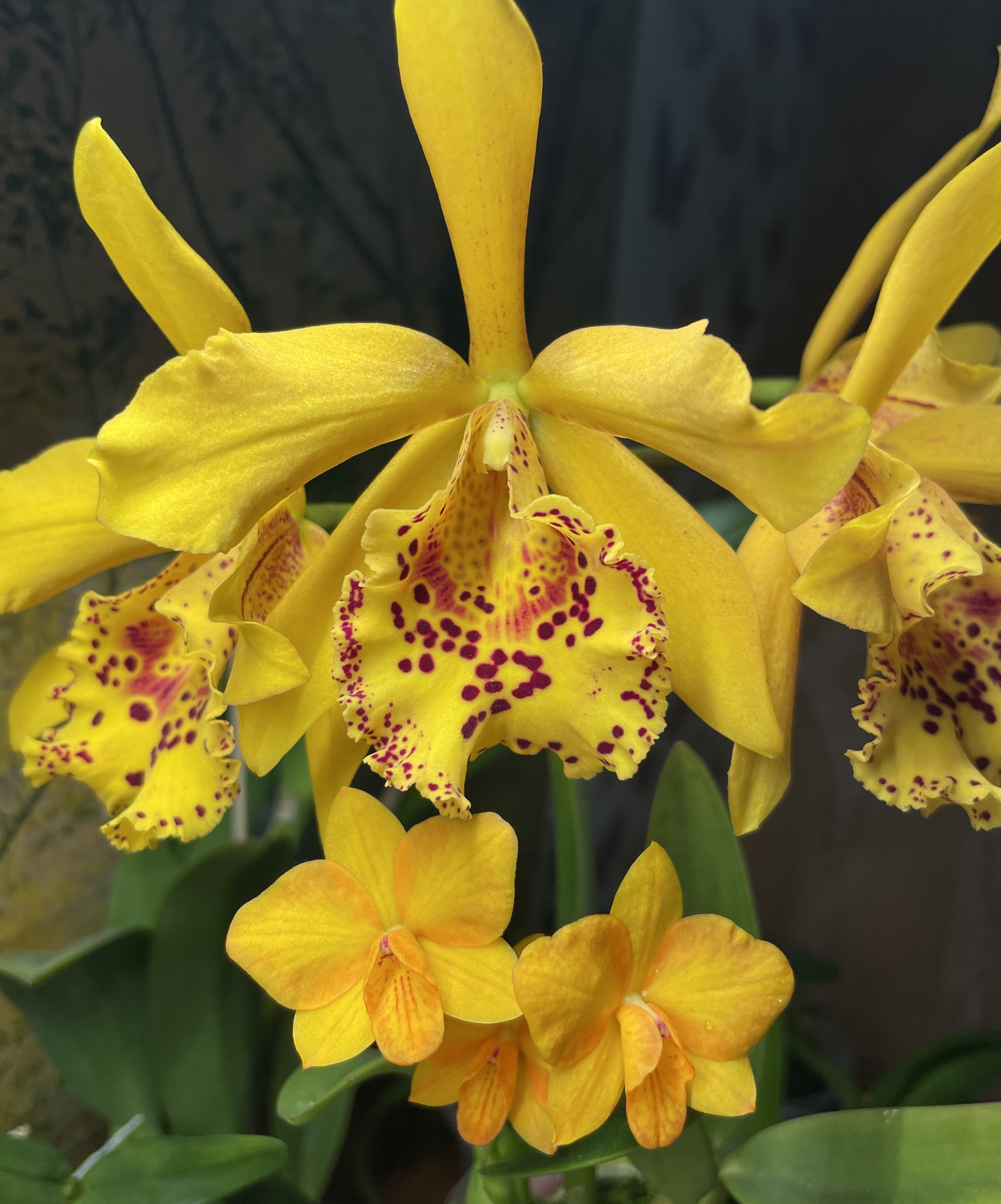 February Blossoms - Series Photos of my flowering plants, My, Flowers, Bloom, Orchids, The photo, Longpost