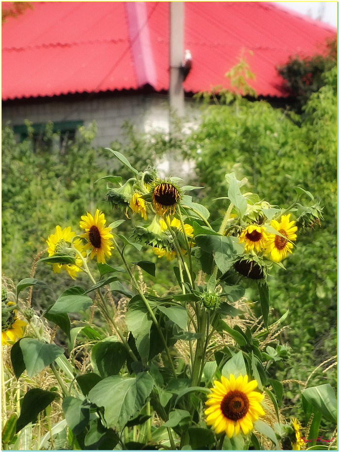 ���������