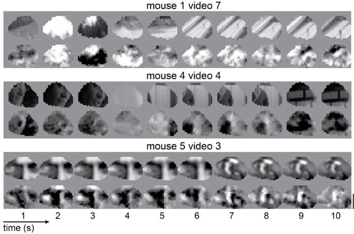 ����� �������: ������������ ����� � ��, ��� �� ������� ��������, ������ ���������� �������� ����. ������: Joel Bauer, Troy W Margrie, Claudia Clopath. ��������: eLife / The Guardian.