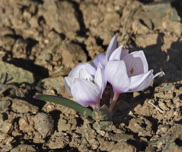 �������, ���� ������� �����, ���������. ���� �. ����������.