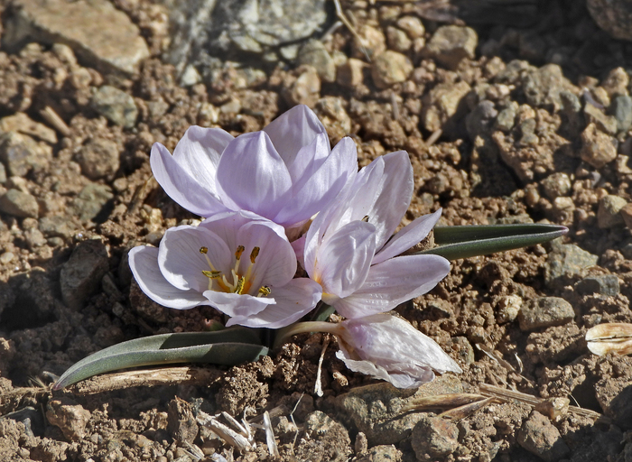 �������, ���� ������� �����, ���������. ���� �. ����������.