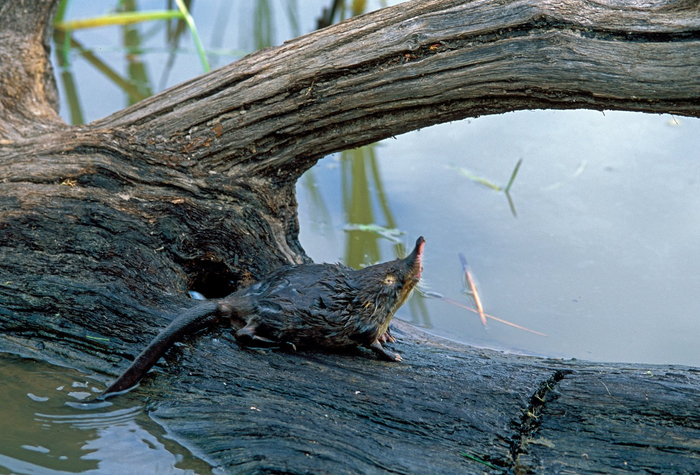 <a href="https://pikabu.ru/story/uchyonyie_otpravyatsya_v_belarus_na_poiski_vyikhukholi_13771422?u=https%3A%2F%2Fru.wikipedia.org%2Fwiki%2F%25D0%2592%25D1%258B%25D1%2585%25D1%2583%25D1%2585%25D0%25BE%25D0%25BB%25D1%258C%23%3A~%3Atext%3D%25D0%2597%25D0%25B0%2520%25D1%2581%25D1%2587%25D1%2591%25D1%2582%2520%25D0%25BF%25D1%2583%25D0%25B7%25D1%258B%25D1%2580%25D1%258C%25D0%25BA%25D0%25BE%25D0%25B2%2520%25D0%25B2%25D0%25BE%25D0%25B7%25D0%25B4%25D1%2583%25D1%2585%25D0%25B0%2520%25D0%25BF%25D0%25BE%25D0%25B4%25D0%25BE%2C%252C%2520%25D0%25B2%2520%25D0%25BF%25D1%2580%25D0%25B8%25D1%2580%25D0%25BE%25D0%25B4%25D0%25B5%2520%25E2%2580%2594%2520%25D0%25B4%25D0%25BE%25204.&t=%D0%A0%D1%83%D1%81%D1%81%D0%BA%D0%B0%D1%8F%20%D0%B2%D1%8B%D1%85%D1%83%D1%85%D0%BE%D0%BB%D1%8C&h=ae8b8f729c59c2cbcf2f0af84f1eaf8d48f3a0dd" title="https://ru.wikipedia.org/wiki/%D0%92%D1%8B%D1%85%D1%83%D1%85%D0%BE%D0%BB%D1%8C#:~:text=%D0%97%D0%B0%..." target="_blank" rel="nofollow noopener">������� ��������</a> ����������� ��������