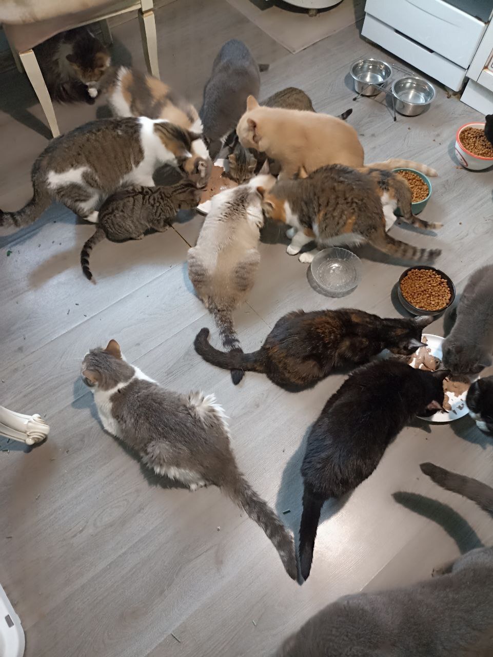 A small donation from a person is a great hope for a cat. - No rating, cat, Helping animals, Telegram (link)
