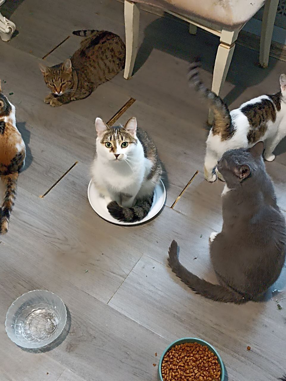 A small donation from a person is a great hope for a cat. - No rating, cat, Helping animals, Telegram (link)