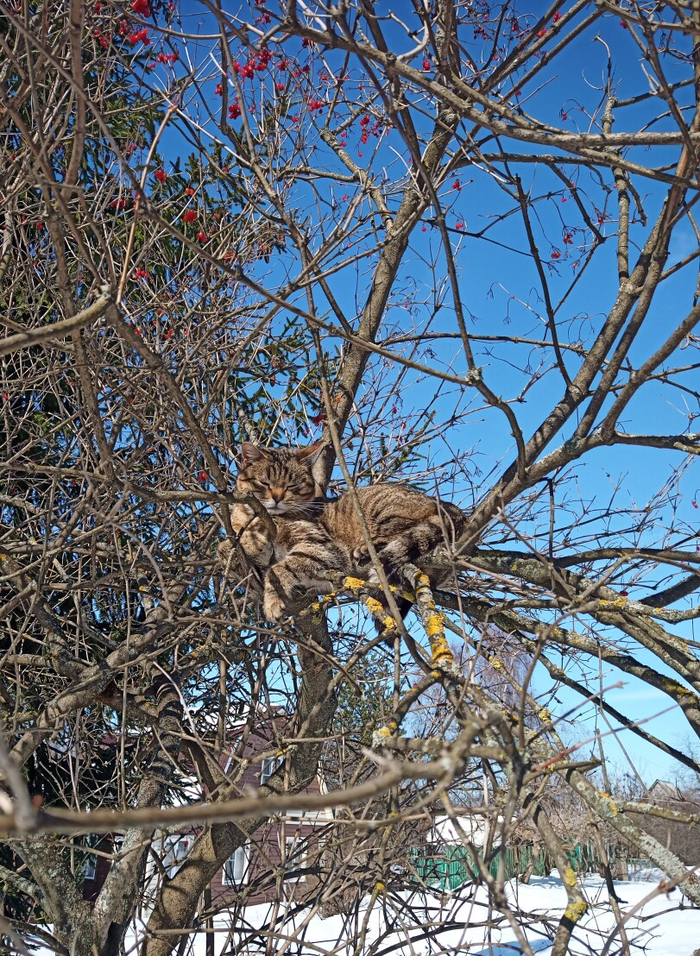 ���� ���������