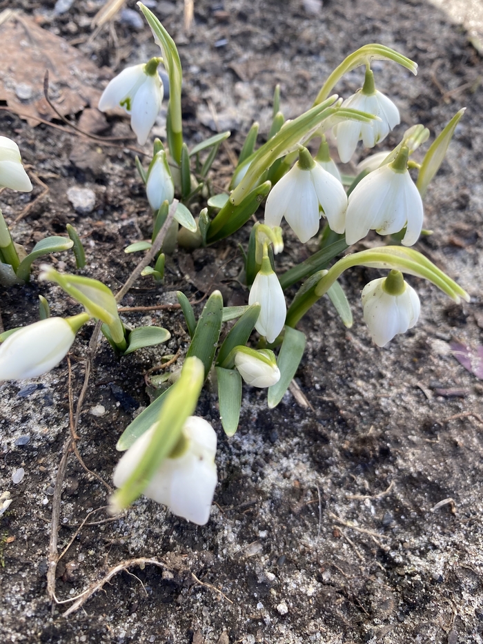 Нежный цветочек-подснежник