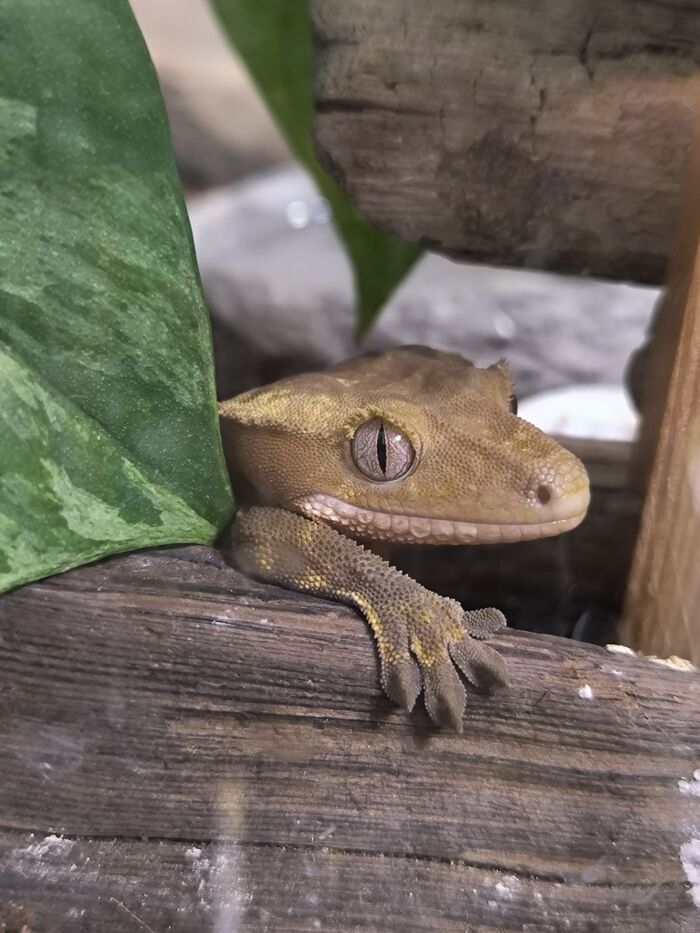 Взгляд из засады