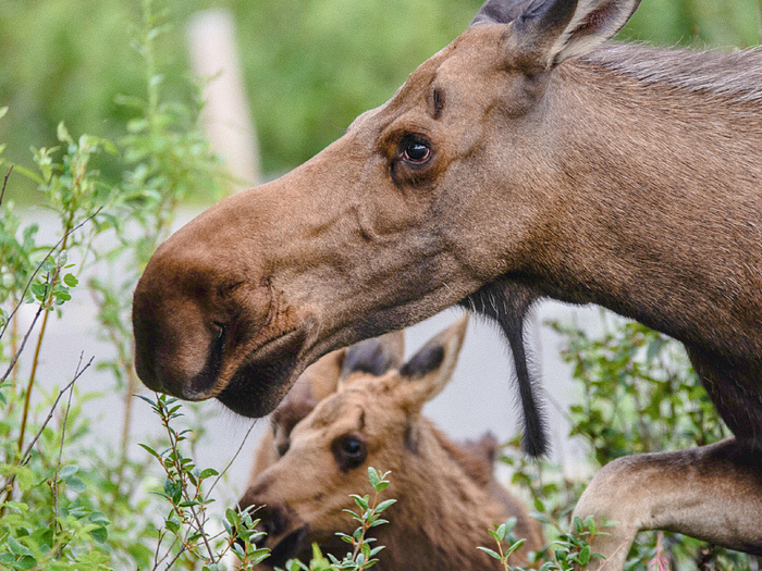 С древних времён в мире охотников существует неписаный закон: не трогай самку с детёнышами. Увы, далеко не все промысловики придерживаются этого правила.