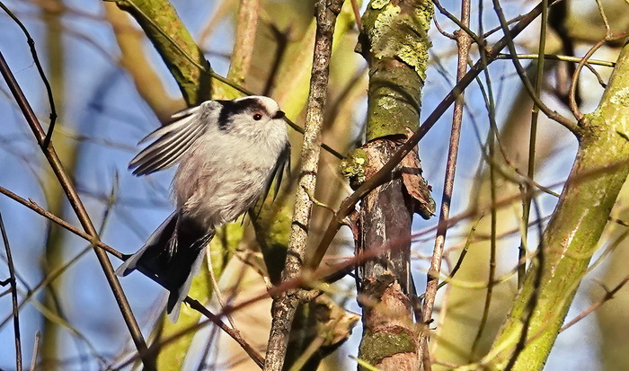 Случайно удалось сфотографировать ее в полете.