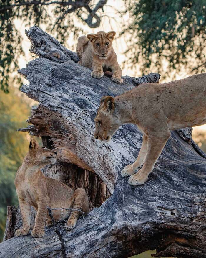 ������� ��������