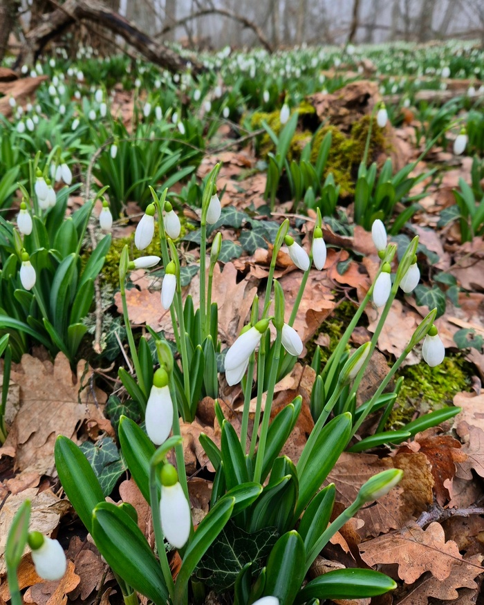 ����, ���� ��-���. ���� �. �������.