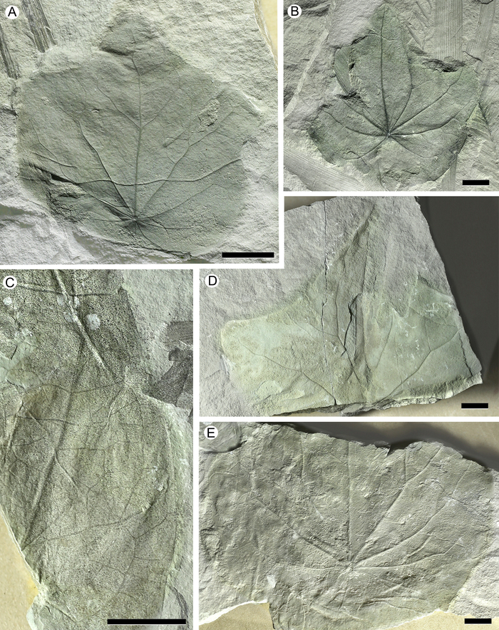 Листья нового вида Menispermites temlyanensis из верхнемеловых-нижнепалеогеновых отложений Чукотки.