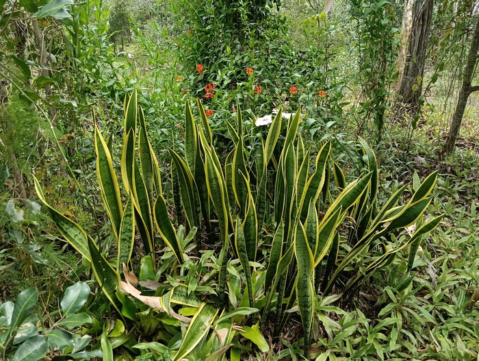 ������� �������� ������� ����������� (������). ���� � ����� <!--noindex--><a href="https://pikabu.ru/story/tyoshchin_yazyik_13789361?u=http%3A%2F%2Finaturalist.org&t=inaturalist.org&h=36da29dc9fa38f53878b53b1ea8a2c5941d0e9cc" title="http://inaturalist.org" target="_blank" rel="nofollow noopener">inaturalist.org</a><!--/noindex-->.