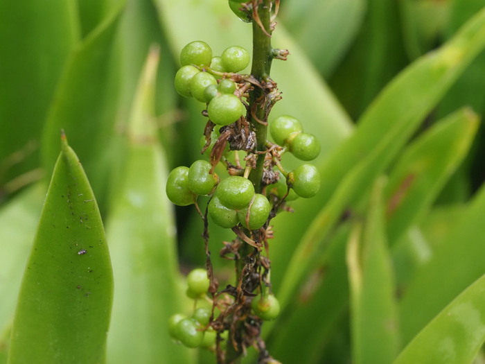 �������� � ��������� ������� (������). ���� � ����� <!--noindex--><a href="https://pikabu.ru/story/tyoshchin_yazyik_13789361?u=http%3A%2F%2Finaturalist.org&t=inaturalist.org&h=36da29dc9fa38f53878b53b1ea8a2c5941d0e9cc" title="http://inaturalist.org" target="_blank" rel="nofollow noopener">inaturalist.org</a><!--/noindex-->.&nbsp;