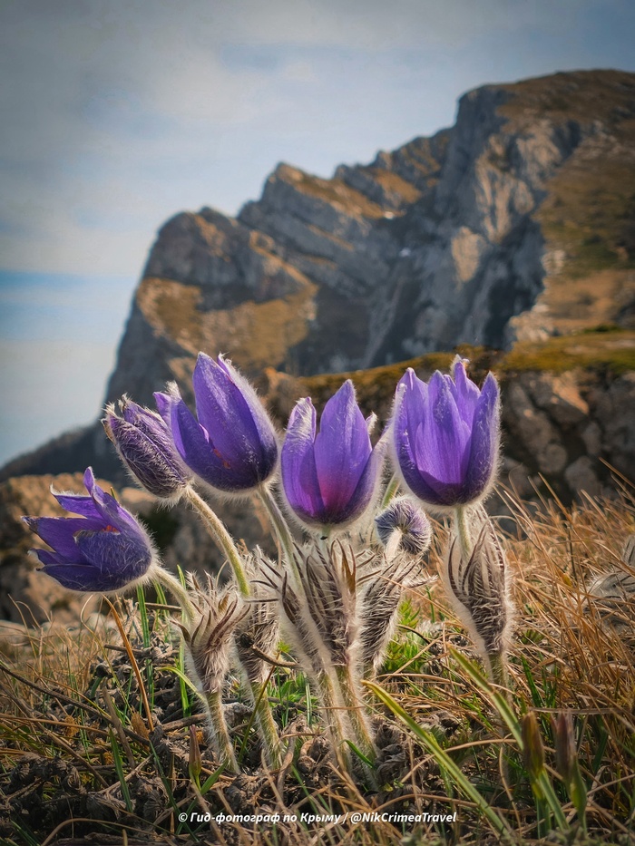 ���� ����-��������� ���������.