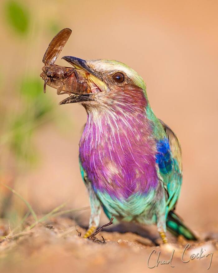 ������� �������������� �����������