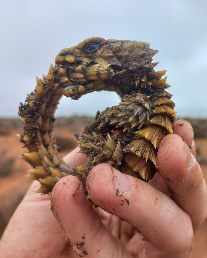 Бронированный уроборос