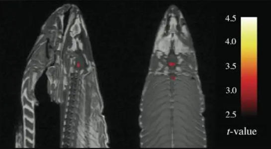 <a href="https://pikabu.ru/story/standartnyie_otkloneniya_4_13784862?u=https%3A%2F%2Fcdn.discovermagazine.com%2Fassets%2Fimage%2F4854%2Ffishfmri1-m.webp&t=%D0%9C%D0%A0%D0%A2%20%D0%B4%D0%BE%D1%85%D0%BB%D0%BE%D0%B9%20%D1%80%D1%8B%D0%B1%D1%8B%20%D0%B8%D0%B7%20%D1%80%D0%B0%D0%B1%D0%BE%D1%82%D1%8B%20%D0%91%D0%B5%D0%BD%D0%BD%D0%B5%D1%82%D1%82%D0%B0&h=30d92701daeccf21874e244c944c786a5e306ea1" title="https://cdn.discovermagazine.com/assets/image/4854/fishfmri1-m.webp" target="_blank" rel="nofollow noopener">��� ������ ���� �� ������ ��������</a>