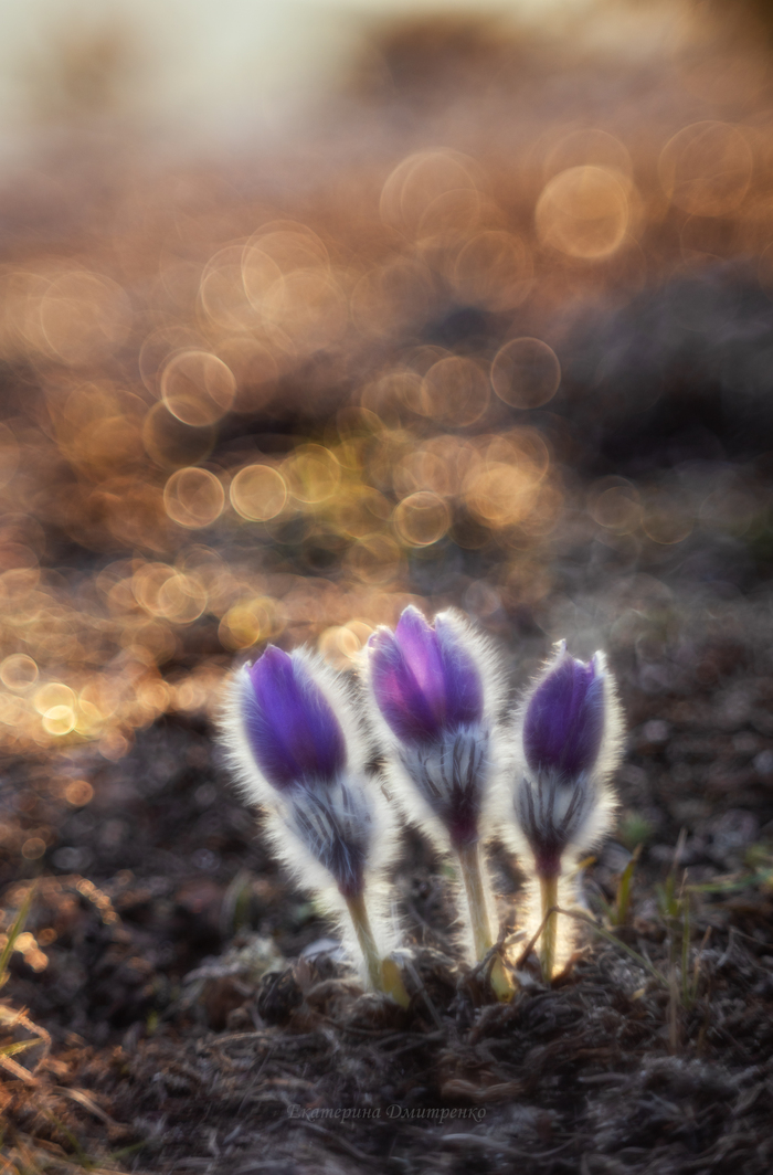 Время сон-травы