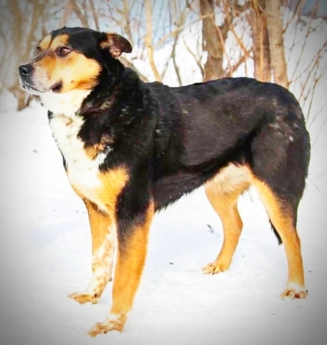 ��� �� ��������, ������ � ��������