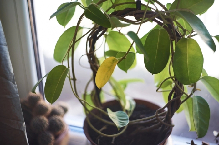 При дефиците азота желтеют старые листья. При недостатке железа светлеют молодые. Фото: <!--noindex--><a href="https://pikabu.ru/story/cheklist_ot_agronoma_pochemu_zhelteyut_listya_u_komnatnyikh_rasteniy_13785358?u=http%3A%2F%2Fistockphoto.com&t=istockphoto.com&h=4388ec4f223e328b4d7c3e67a25fcaa52788c078" title="http://istockphoto.com" target="_blank" rel="nofollow noopener">istockphoto.com</a><!--/noindex-->