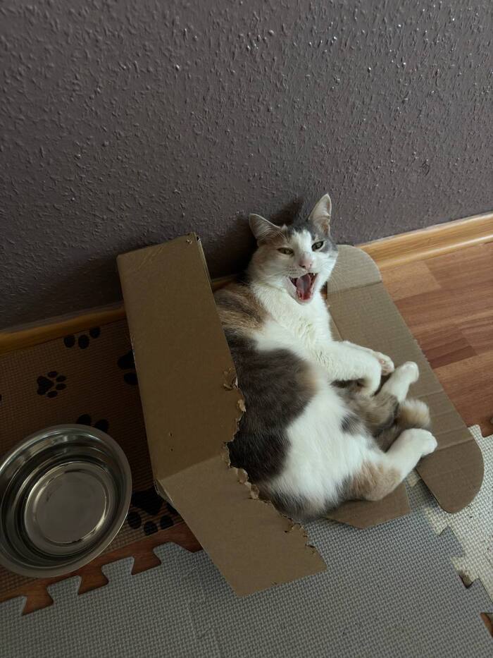 ����������� ����������� ���������