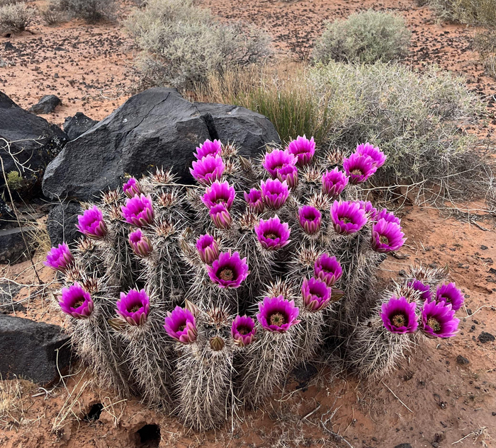 ��������� �����