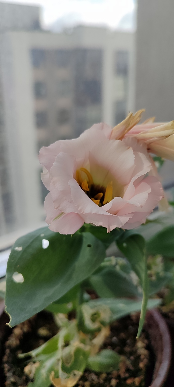 �������� �����, � ������)