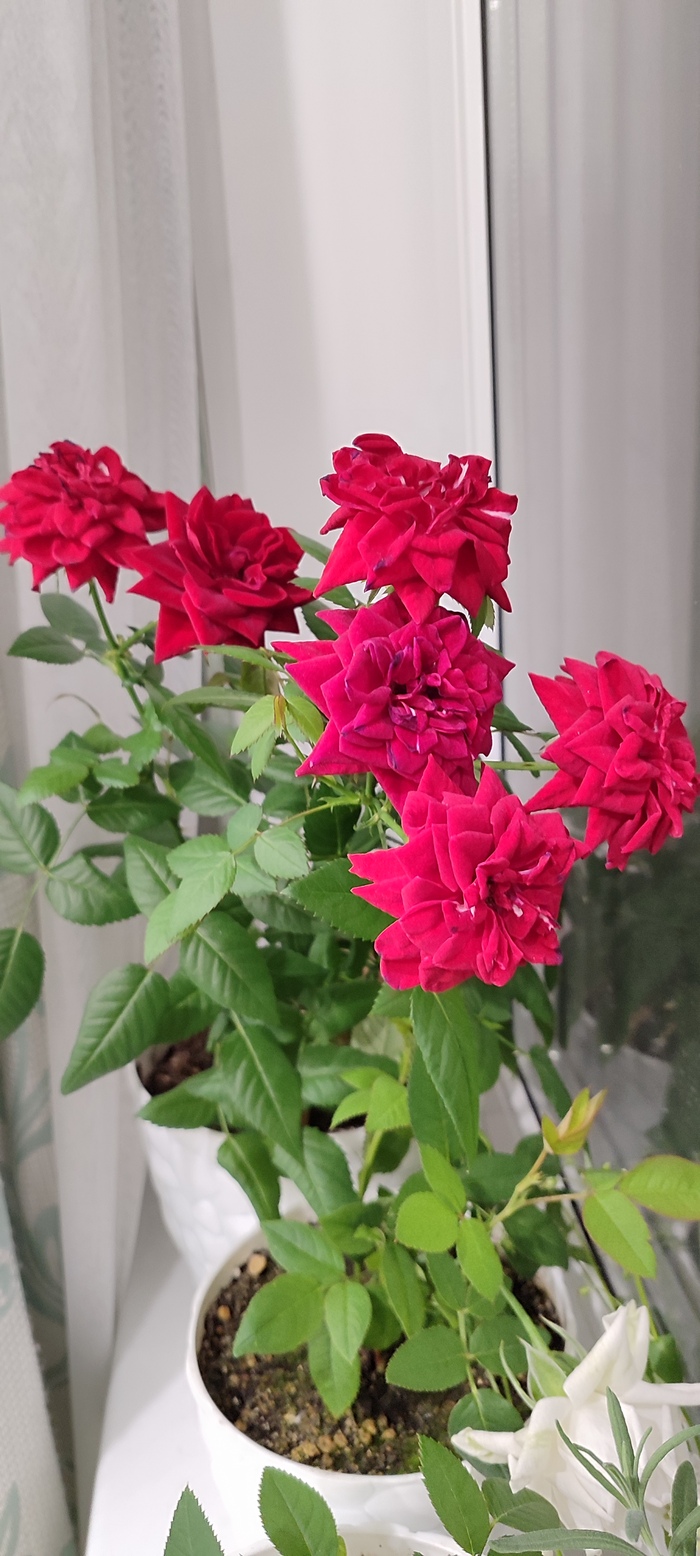 ��� �� �������� ��� � ����