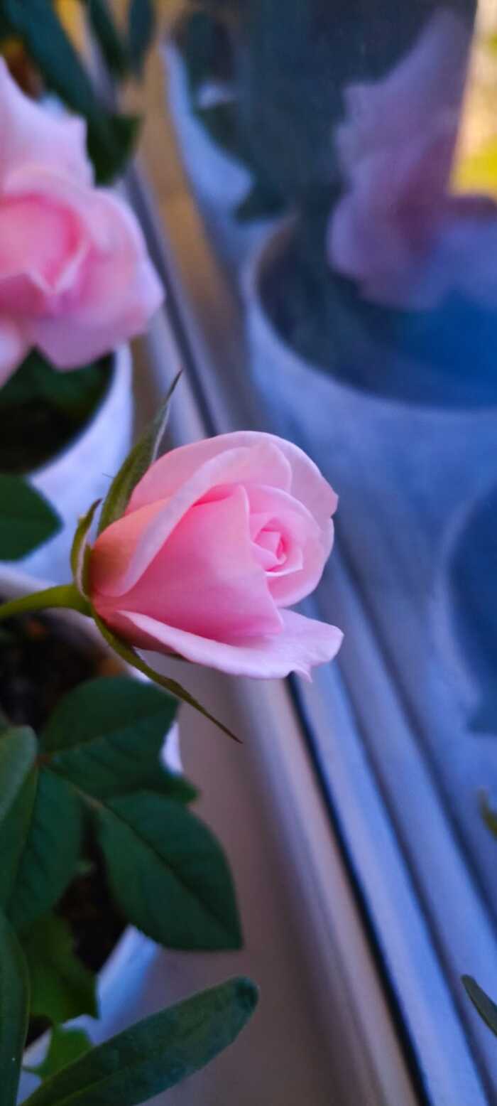 ������� �������