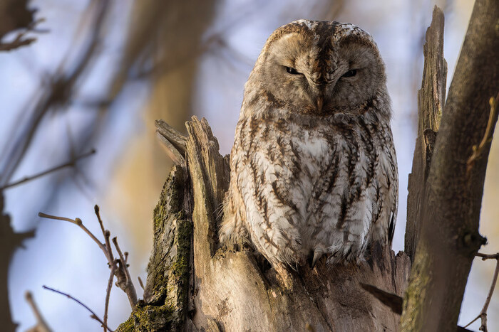 ����� �������