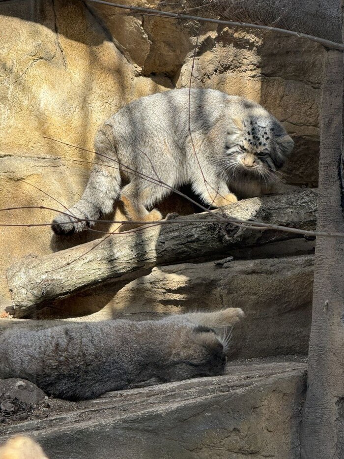 Коська, хватит валяться