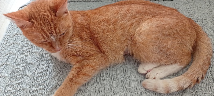 Мой Рыжик на радуге