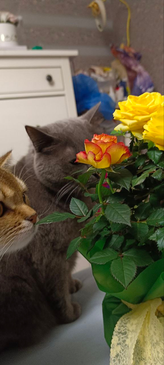 ����� �� ���� ����� � ������� �������...�