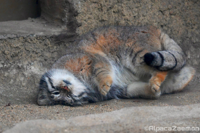 Сплюшный день...