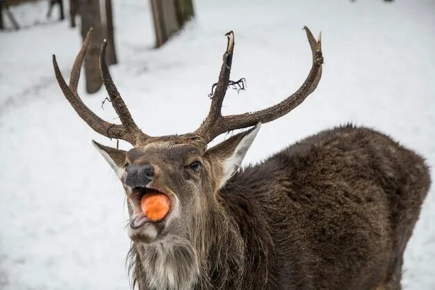 Считаю женатиков самыми большими неудачниками в мире