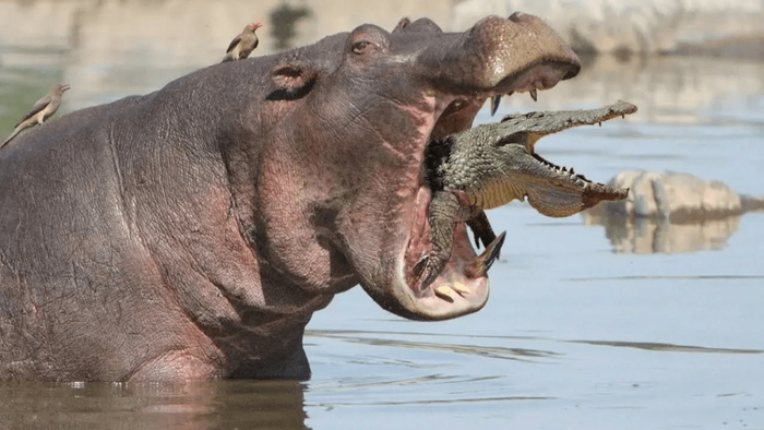 ������� �������