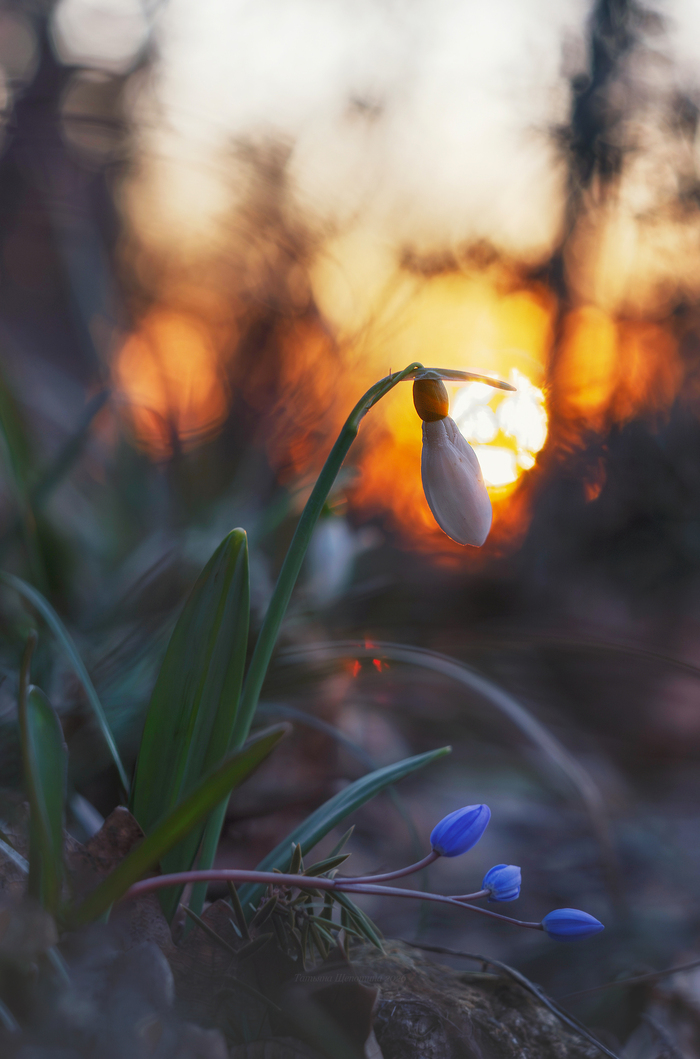Подснежник и первая пролеска. Февраль.