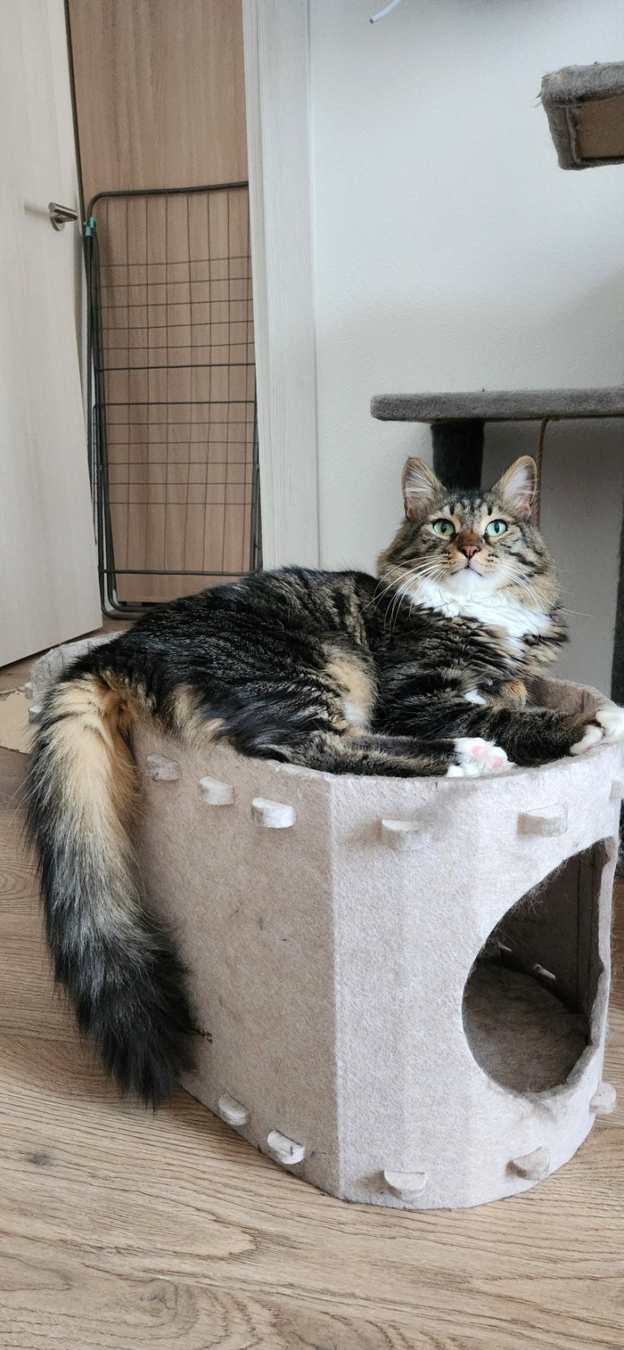 ���������� ������� #232