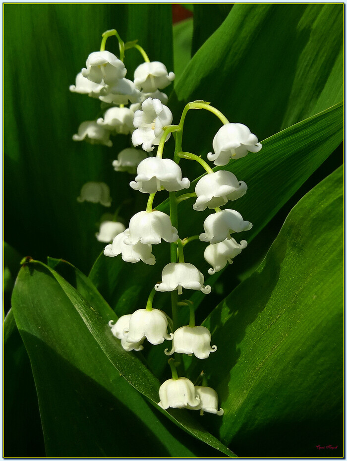 ����� 1.5 ������