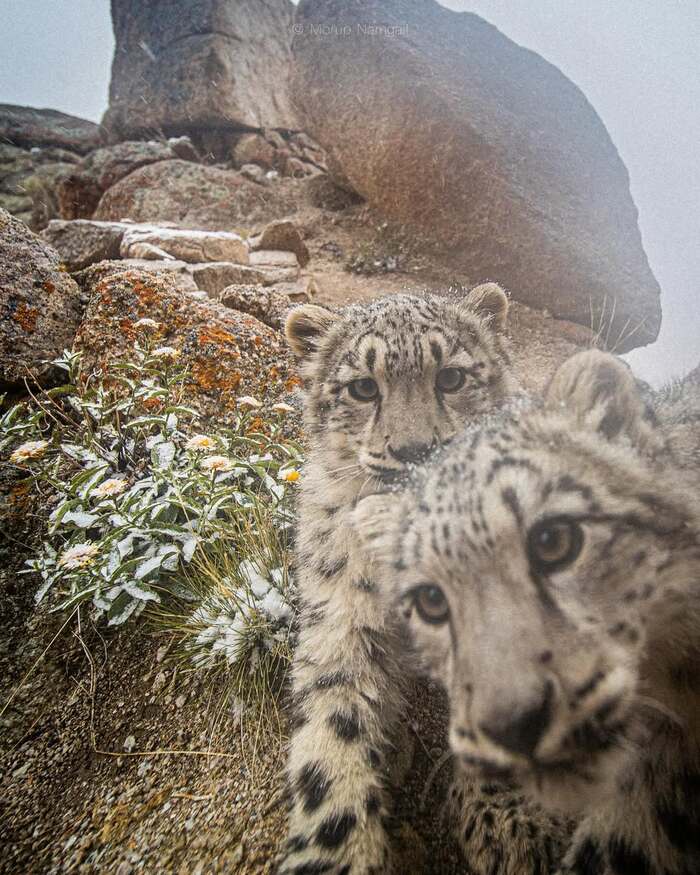 ��� ���������� �������