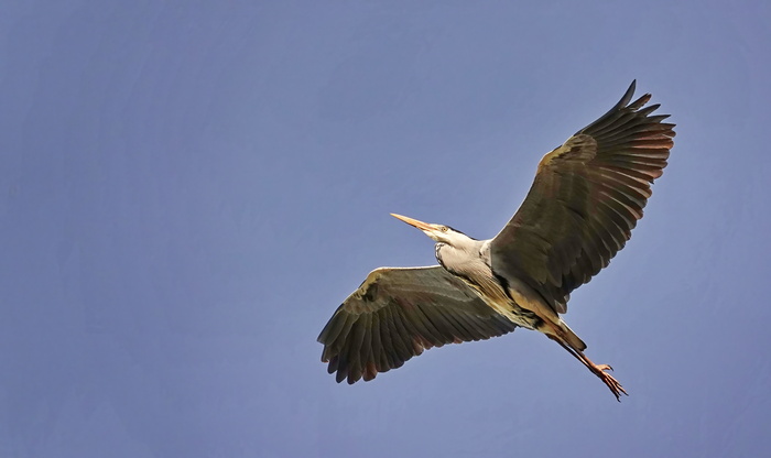 ��� �����