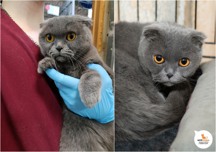 Кошка Солли, 3 года, найдена в переноске на улице