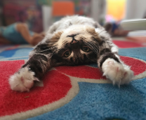 ��� �����