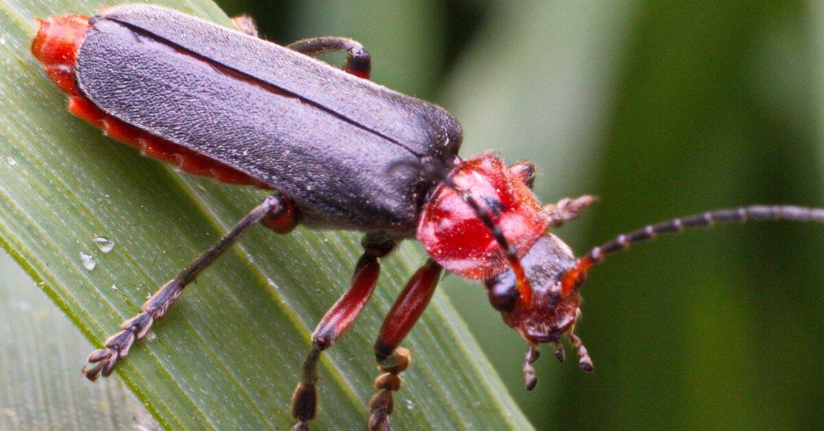 Soft boilers (lat. Cantharidae) - My, Rutube, Insects, Macro photography, Video