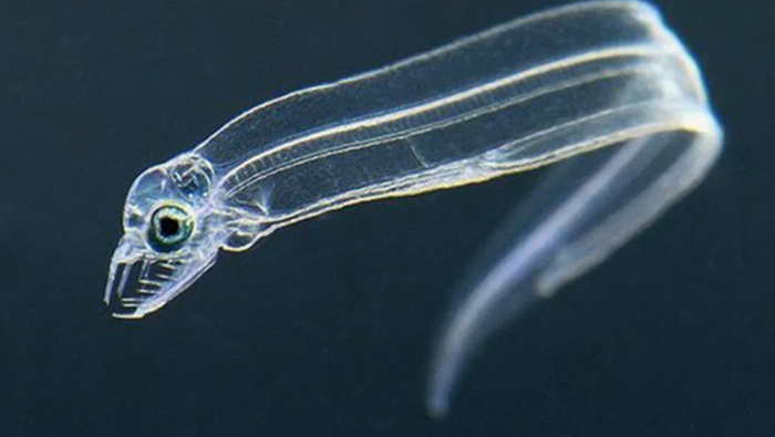 ����������. ������� ����